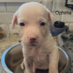 Ophelia