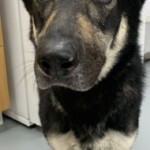 Iyla