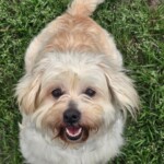 Gracie