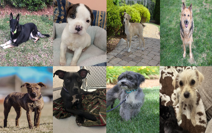 20250519pups
