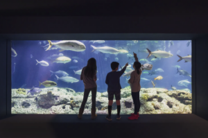 Great Ocean Tank - South Carolina Aquarium