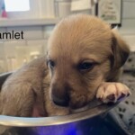 Hamlet