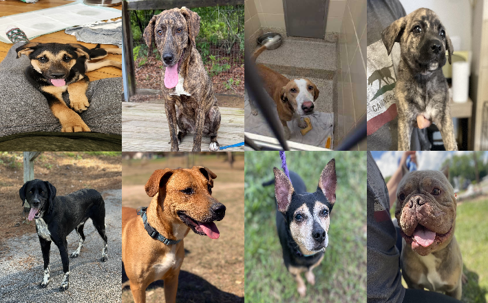 20250516pups