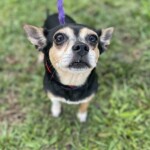 Myrtle