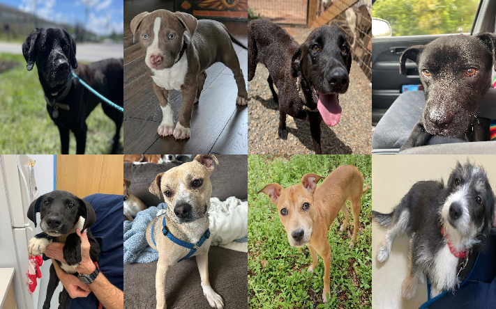 20250514pups