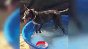 Bunny Pet Of The Week