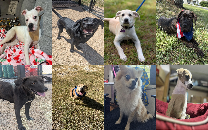 20250528pups