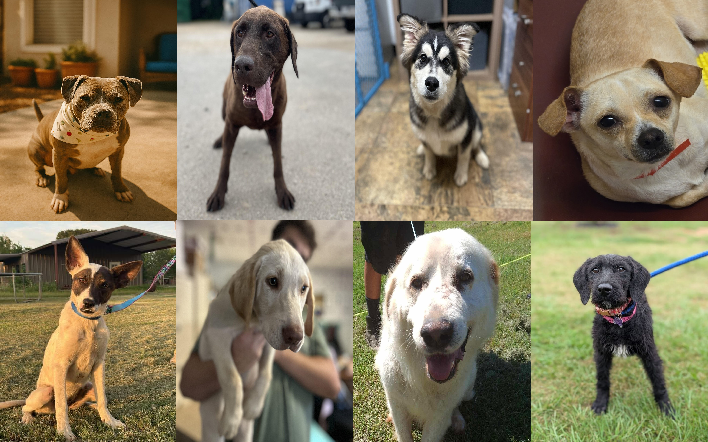 20250530pups