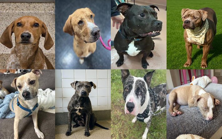 20250513pups