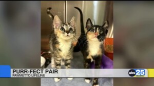 Pawmetto Lifeline Purr Fect Pair Promotion