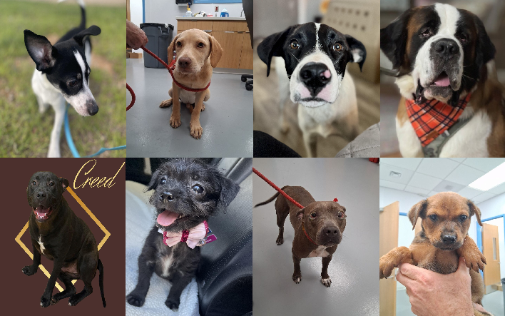 20250619pups