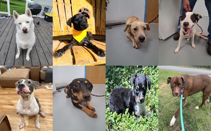 20250620pups