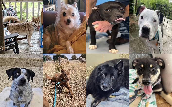 20250603pups
