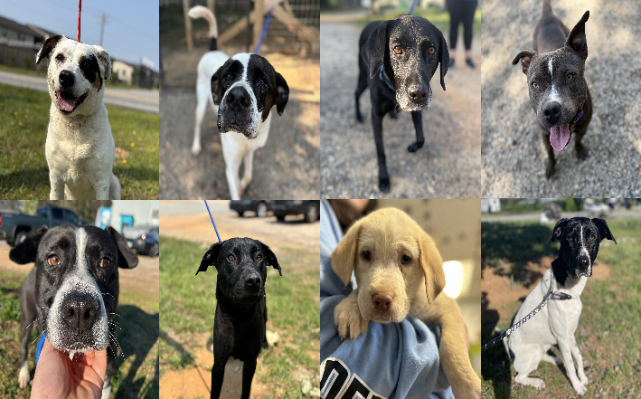 20250604pups