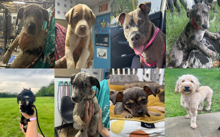 20250616pups