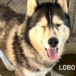 Lobo