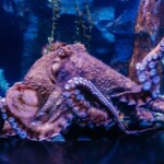 Susan The Octopus 1