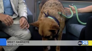 Pet Of The Week: Hawkeye
