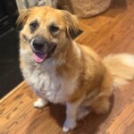 Simba