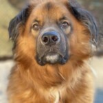 Beau