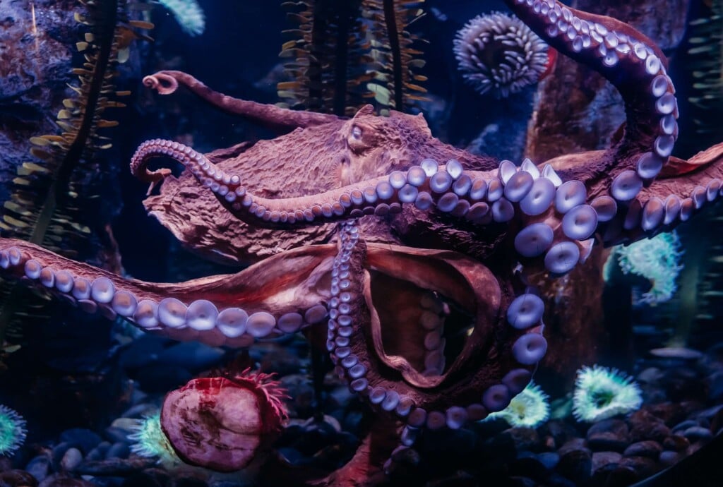 Susan The Octopus 4