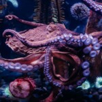 Susan The Octopus 4