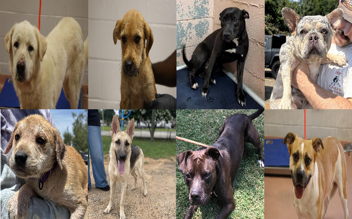 20250609pups