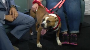 Pet Of The Week: Buster