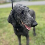 Kahlua