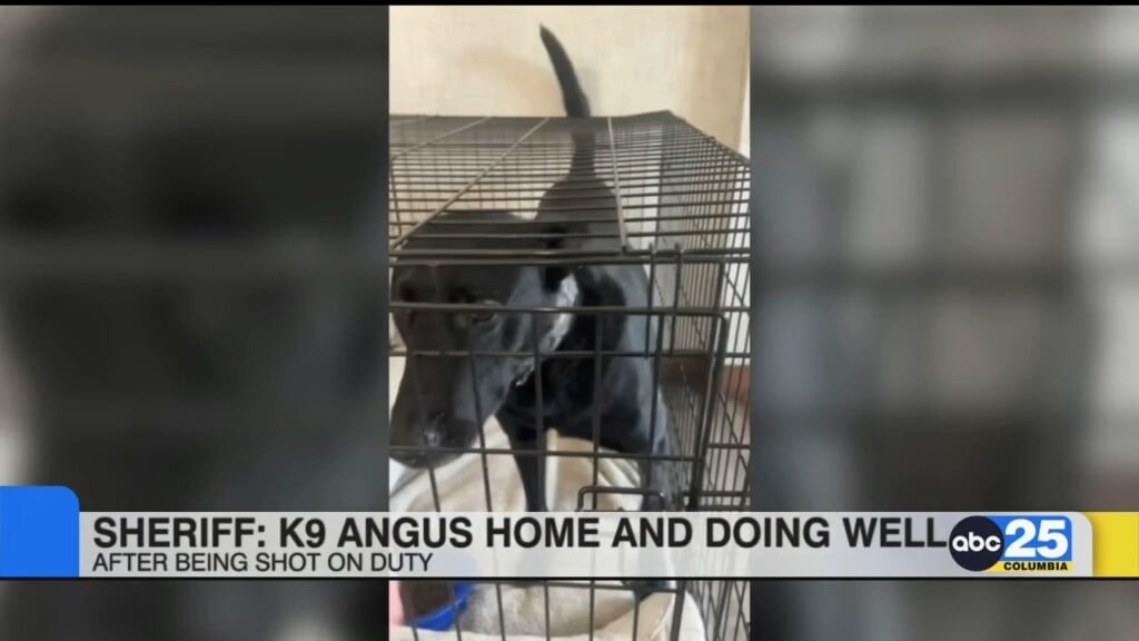 K9 Angus