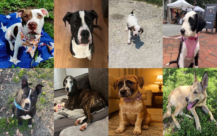 20250617pups