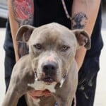 Tyson
