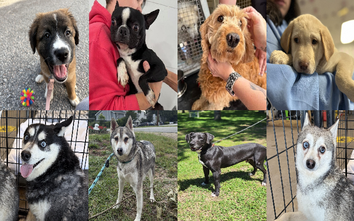 20250605pups