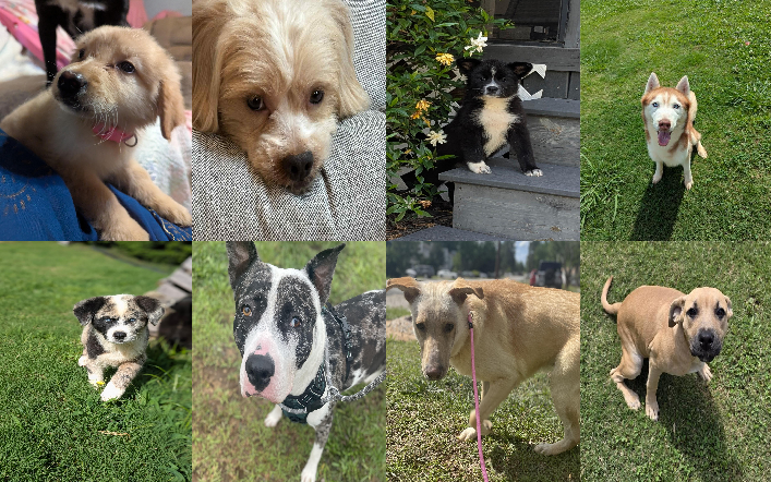 20250613pups