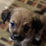 Tyson
