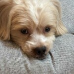 Bailey