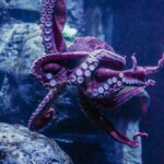 Susan The Octopus 2