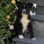 Daisy