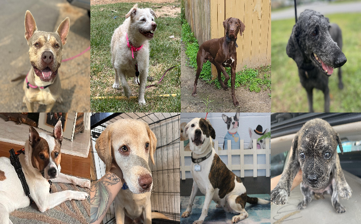 20250602pups