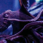 Susan The Octopus 3