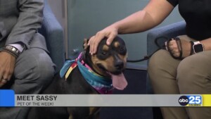 Pet Of The Week 0610 Sassy