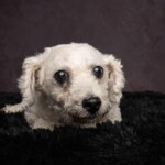 Maggie