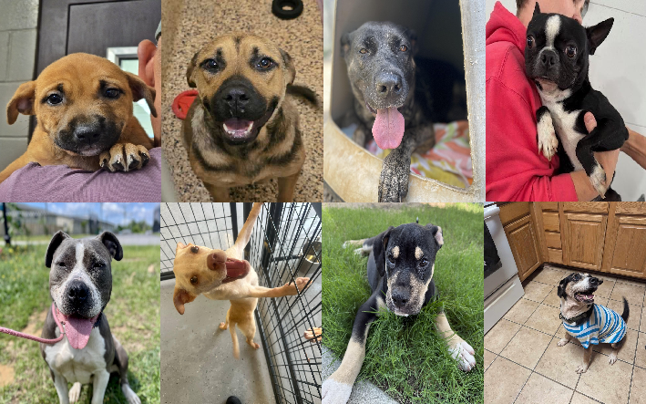 20250610pups