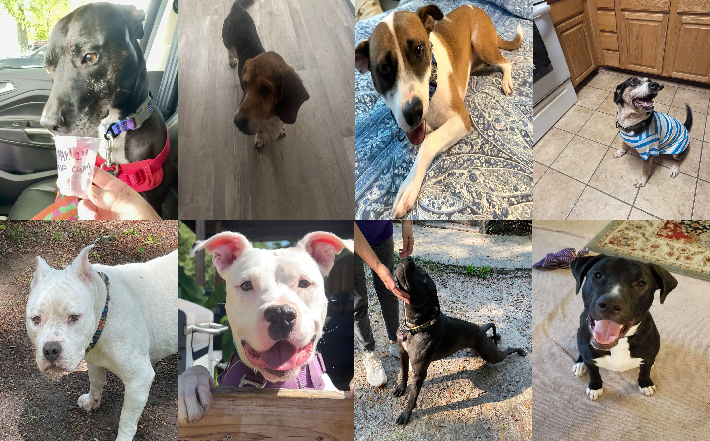 20250711pups