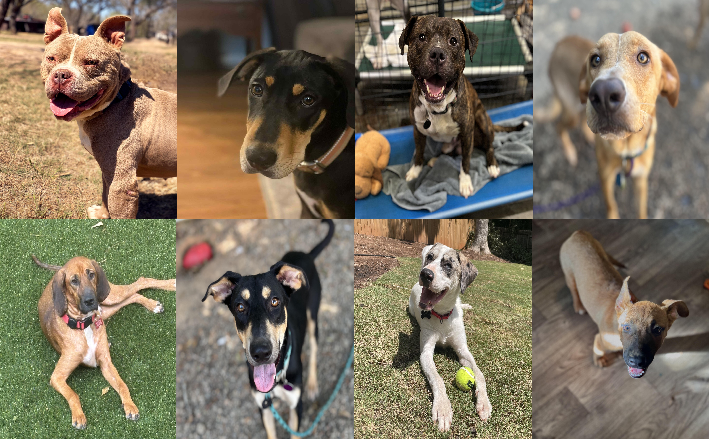 20250729pups