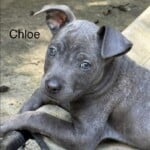 Chloe