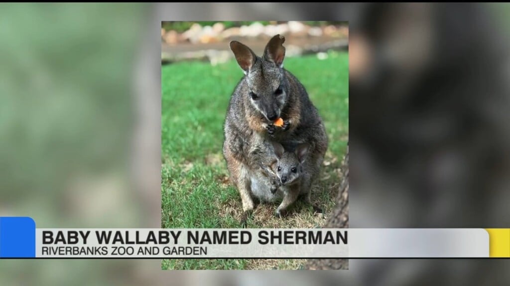 Riverbanks Zoo And Garden Names Baby Wallaby