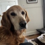 Bella