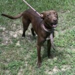 Scooby