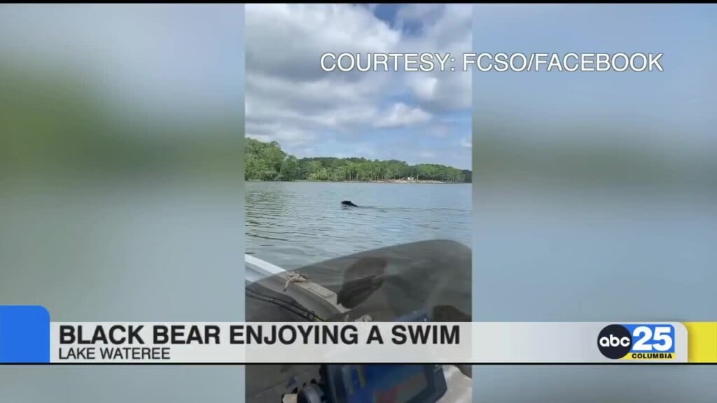 Black Bear Enjoying A Swim In Lake Wataree